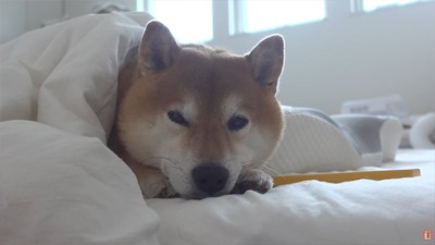 飼い主の布団で眠る柴犬