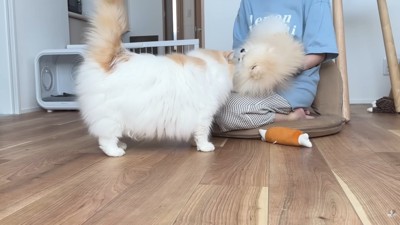 ポテチくんを抱っこしてナデナデ