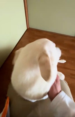 ヒコーキ耳のチム2くん