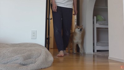 着替えに付き添う柴犬
