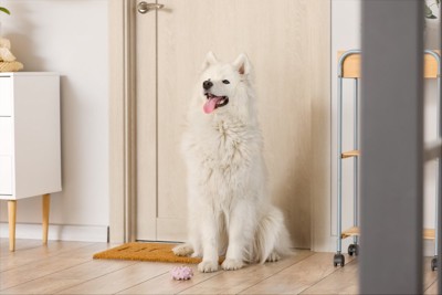 玄関に座り込む犬
