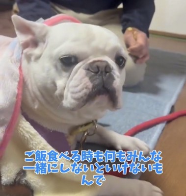 見つめる犬