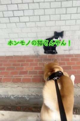 「絶対ホンモノ！」