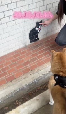 「壁に描かれた猫」をナデナデ