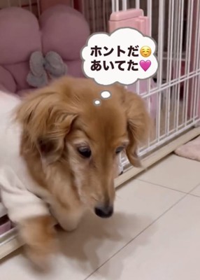 外へ歩き出す犬