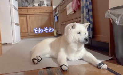 「まだかな…」