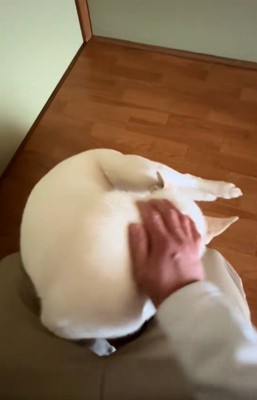 チム2くんをなでる飼い主さん