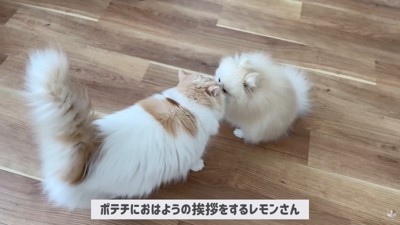 「おはよう」のご挨拶中