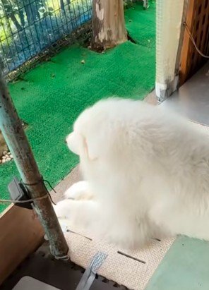 優雅な雰囲気のシオンちゃん