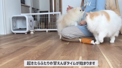 飼い主さんのもとに集合