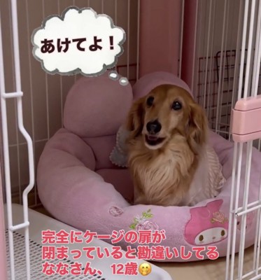 ベッドで見上げる犬