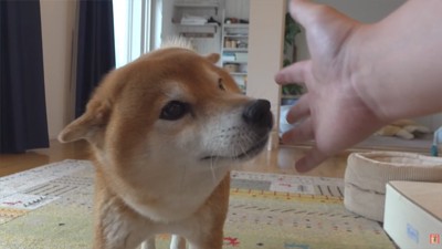 飼い主を心配して近づく柴犬