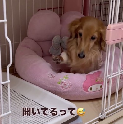 前足を上げる犬
