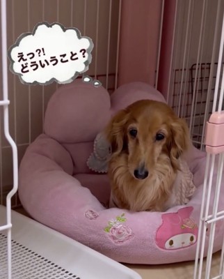 不思議そうに見つめる犬