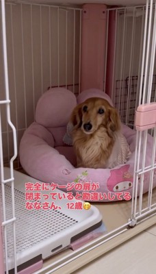 ケージの中にいる犬