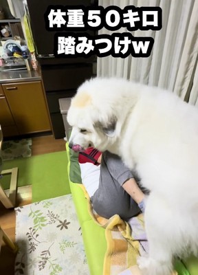 ドレミちゃんの優勝！？