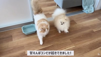 仲良く一緒に起床♪