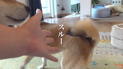 飼い主をスルーする柴犬