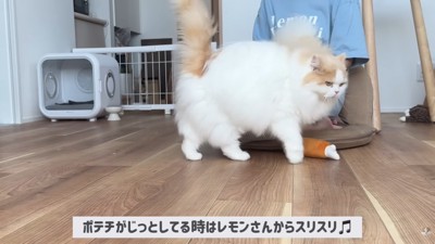 レモンさんは体をスリスリ