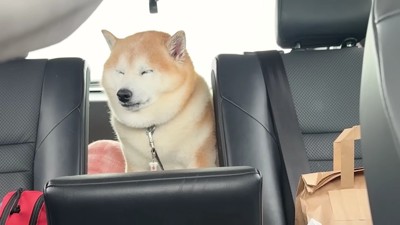 疲れ切ってしょぼしょぼに！？