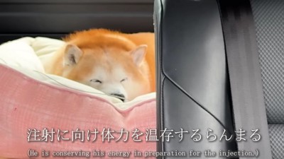動物病院へ行く