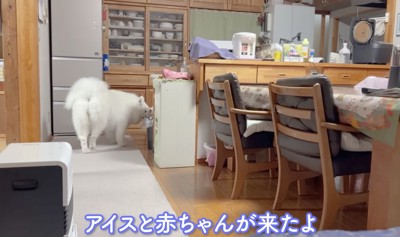 アイスちゃん、様子を見に来てくれました
