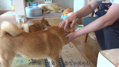 飼い主を慰める柴犬