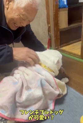 毛布にくるまる犬