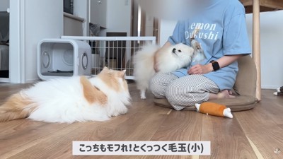 「こっちもモフれ！」