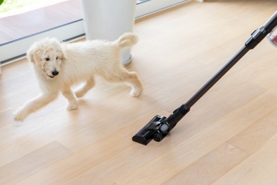 掃除機から逃げるラブラドゥードル