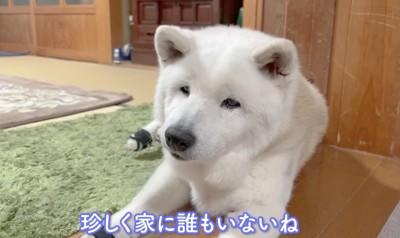 お留守番を頑張るあいちゃん