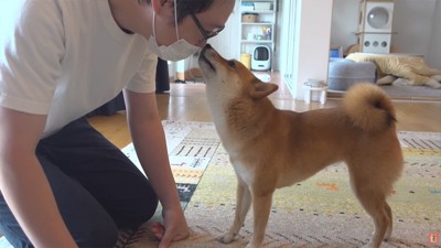 飼い主に甘える柴犬
