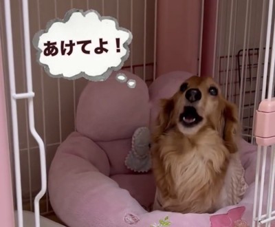 口を開けて訴える犬