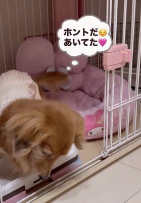 ケージから出る犬