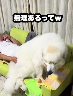 ソファの上にドシン！
