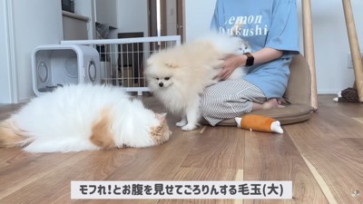 「モフれ！」