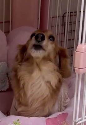 必死に鳴く犬
