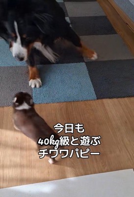 お姉さん犬が前足をぴょんぴょん