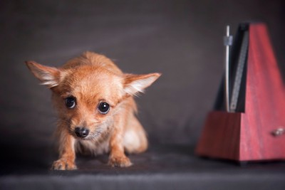 怯えている犬