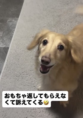 上目遣いで訴える犬