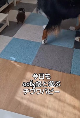 コアくんは猛スピードでダッシュ！