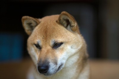 不安そうに俯く犬