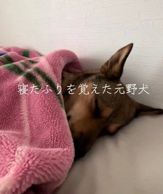 布団の中でぐっすり夢の中