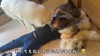 パパに甘える大型犬達