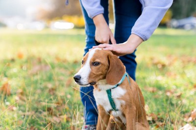 頭を撫でられる犬