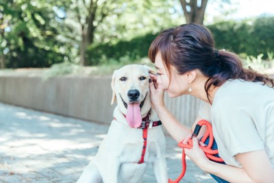 外で頭を撫でられる犬