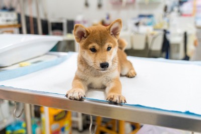 処置台の上で伏せている子犬