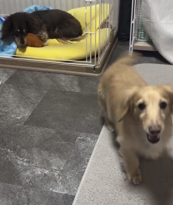 飼い主の方へ向かう犬