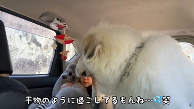 寂しそうな大型犬と子供