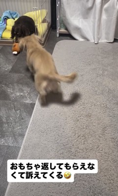 おもちゃに近づく犬